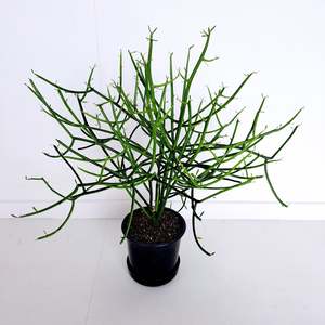 Plants Outdoor: Euphorbia Tirucalli / Pencil Cactus or Tree