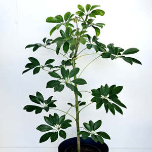 Schefflera Arboricolor
