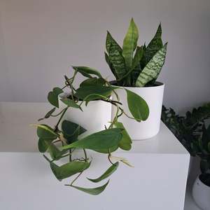 Sansevieria Superba Black Coral / Snake Plant