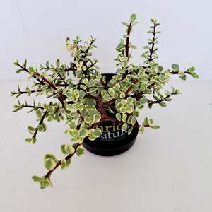 Plants Outdoor: Portulacaria Afra Variegata / Rainbow Bush
