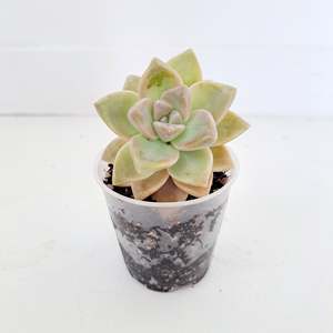 Plants Outdoor: Succulent - 1