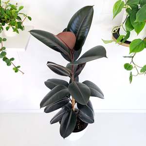 Plants Outdoor: Ficus Elastica Black Knight / Rubber Plant - Single Stem