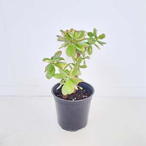 Crassula Ovata Jade / Money Plant