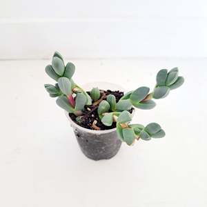 Plants Outdoor: Succulent - Ice Plant, Corpuscularia Lehmannii