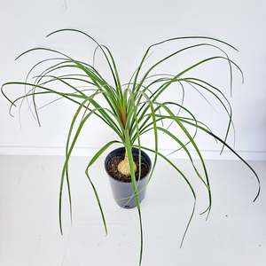 Plants Outdoor: Palm - Beaucarnea / Ponytail Palm