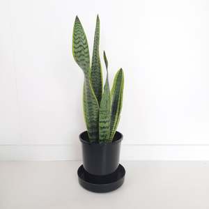 Plants Outdoor: Sansevieria Trifasciata Variegata / Snake Plant