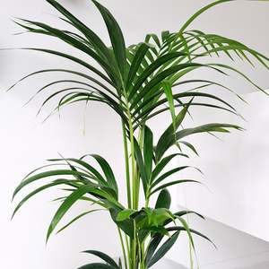 Plants Outdoor: Palm - Kentia / Howea Forsteriana