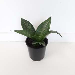 Plants Outdoor: Sansevieria Hahnii Lotus / Snake Plant