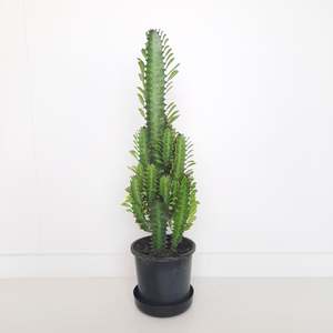 Plants Outdoor: Euphorbia Trigona - Green