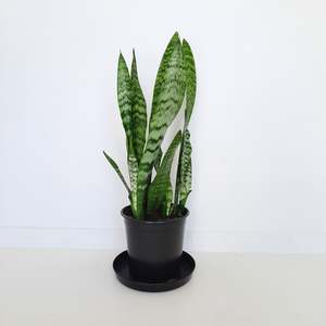 Plants Outdoor: Sansevieria Trifasciata Black Coral / Snake Plant