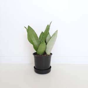 Plants Outdoor: Sansevieria Moonshine / Snake Plant