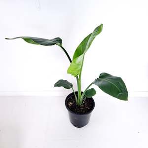 Plants Outdoor: Strelitzia Nicolai / White Bird of Paradise