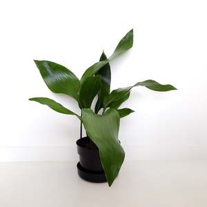Plants Outdoor: Aspidistra Zebra / Cast Iron Plant