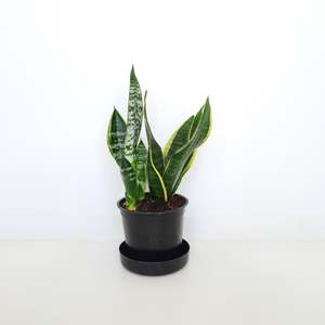 Plants Outdoor: Sansevieria Futura Superba Variegata / Snake Plant
