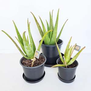 Plants Outdoor: Aloe Vera Barbadensis Miller - The true Aloe Vera