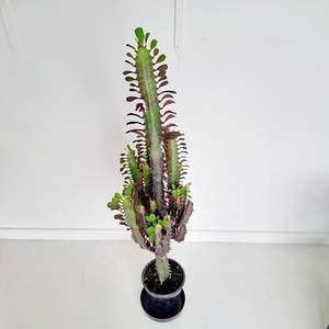 Plants Outdoor: Euphorbia Trigona - Purpurea