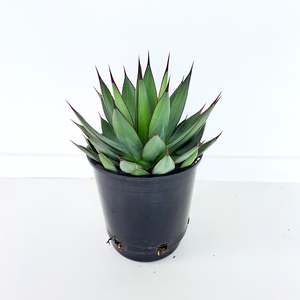 Plants Outdoor: Agave Blue Ember