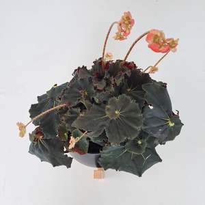 Plants Indoor Trail Or Climb: Begonia Black Mamba
