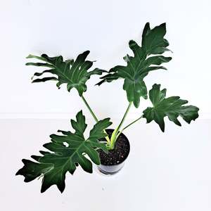 Plants Indoor Trail Or Climb: Philodendron Selloum