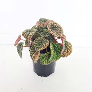 Peperomia Green Bubble