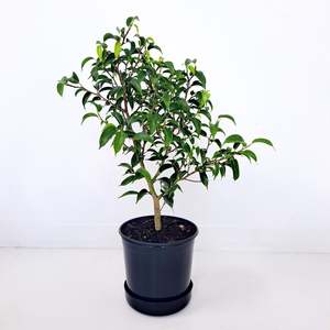 Ficus Baby Benjamina