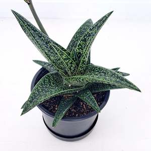 Gasteria Spotted Beauty