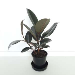 Plants Indoor Trail Or Climb: Ficus Elastica Black Knight / Rubber Plant - branching or multi planted