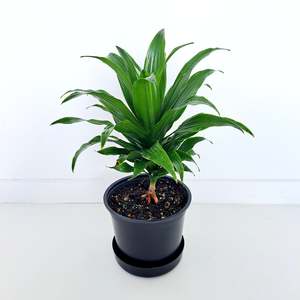 Plants Indoor Trail Or Climb: Dracaena Janet Craig Compacta