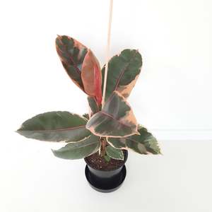 Plants Indoor Trail Or Climb: Ficus Elastica Ruby / Rubber Plant - single plant