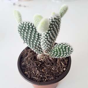 Cacti - Opuntia Albata / Bunny Ears