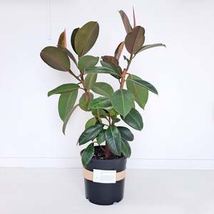 Ficus Elastica Robusta / Rubber Plant - branching plants