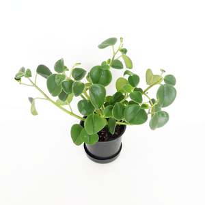 Peperomia Incana