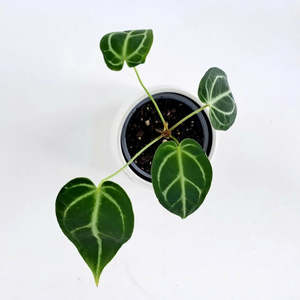 Plants Indoor Trail Or Climb: Anthurium Crystallinum