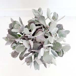 Kalanchoe Smokey Blue