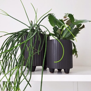 Plants Indoor Trail Or Climb: Zygocactus / Xmas Cactus