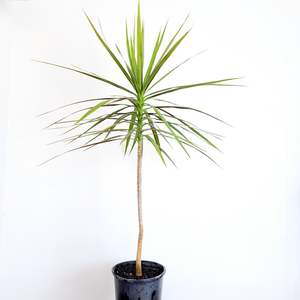 Plants Indoor Trail Or Climb: Dracaena Marginata