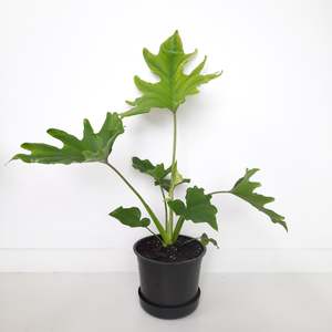 Plants Indoor Trail Or Climb: Philodendron Hope
