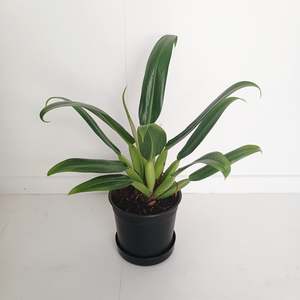 Plants Indoor Trail Or Climb: Philodendron Martianum (Fat Boy)