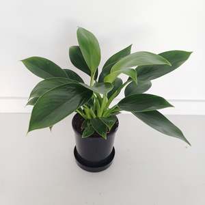 Plants Indoor Trail Or Climb: Philodendron Green Princess