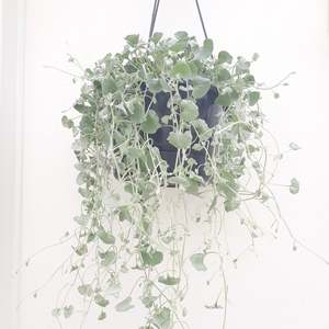 Plants Outdoor: Dichondra Silver Falls