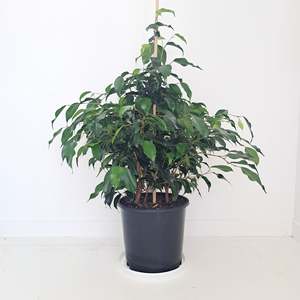 Plants Indoor Trail Or Climb: Ficus Evergreen / Weeping fig