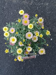 Plants Online - PlantMail by Garden Central - Auckland New Zealand