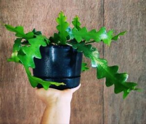 Products: House Plants