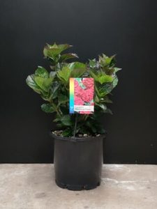 Tree & Shrub