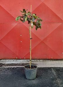 Tree & Shrub
