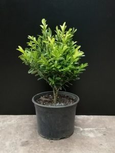 Tree & Shrub