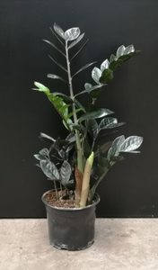 House Plants