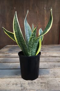 House Plants