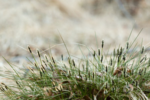 Products: Poa Cita 2.5L