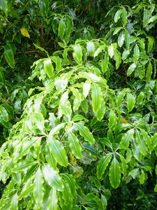 Products: Pittosporum Eugenioides (Lemonwood) 6L